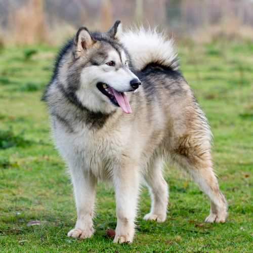 caractéristiques du malamute qui impactent son alimentation