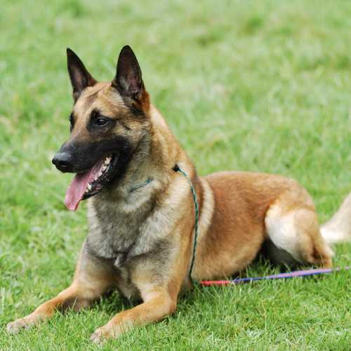 caractéristiques du malinois qui impactent son alimentation