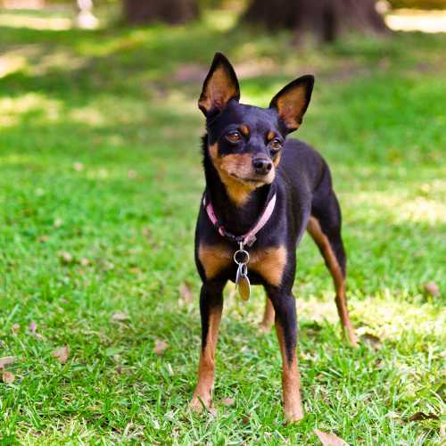 caractéristiques du pinscher nain qui impactent son alimentation