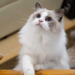caractéristiques du ragdoll qui influencent son alimentation