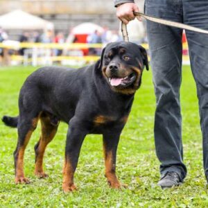 caractéristiques du rottweiler qui impactent son alimentation