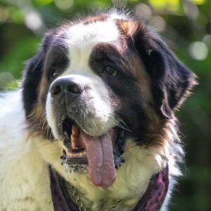 caractéristiques du saint bernard qui impactent son alimentation
