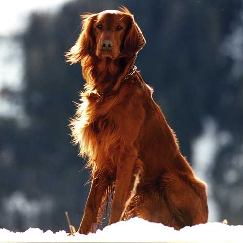 caractéristiques du setter anglais qui impactent son alimentation