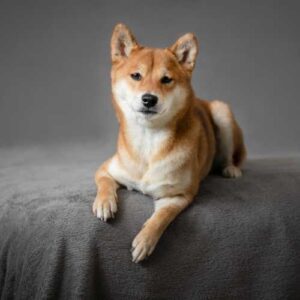 caractéristiques du shiba inu qui impactent son alimentation