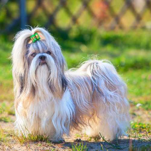 caractéristiques du shih tzu qui impactent son alimentation