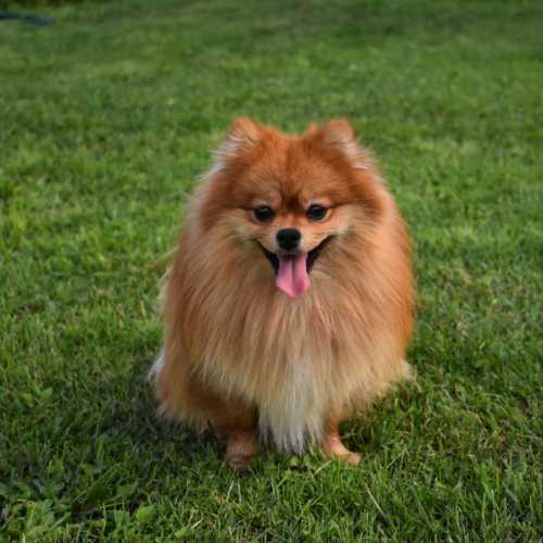 caractéristiques du spitz allemand qui impactent son alimentation