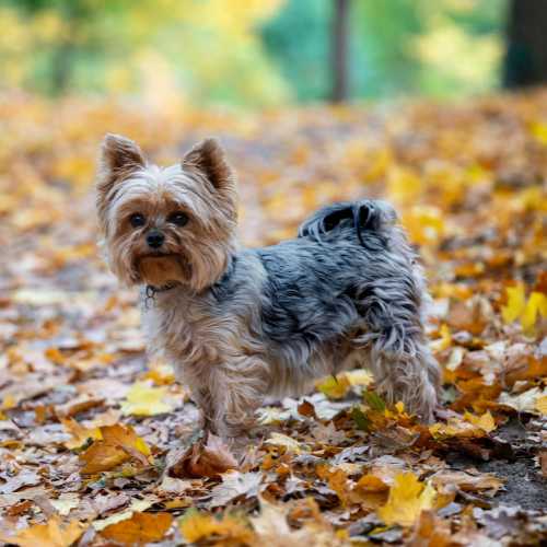 caractéristiques du yorkshire terrier qui impactent son alimentation