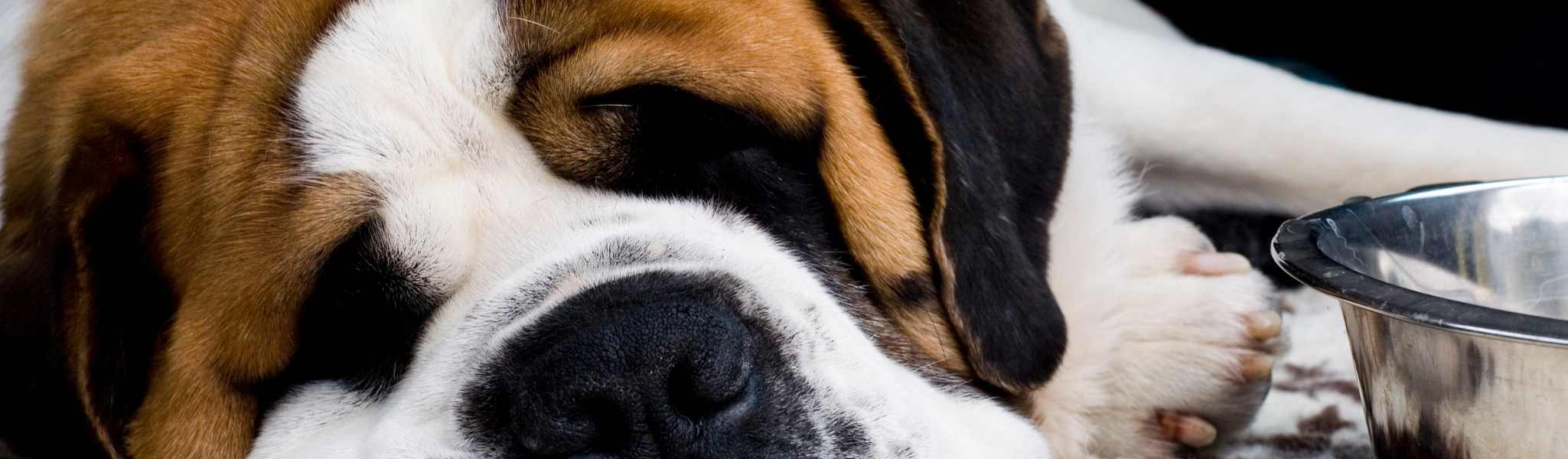 La cardiomyopathie dilatée chez le chien