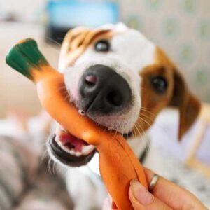 la carotte, une friandise de mastication