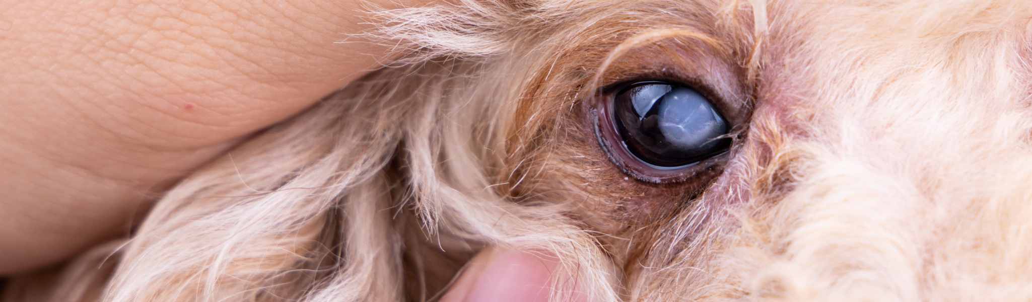 La cataracte héréditaire chez le chien