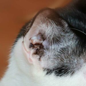 cérumen noirâtre gale d'oreille chat