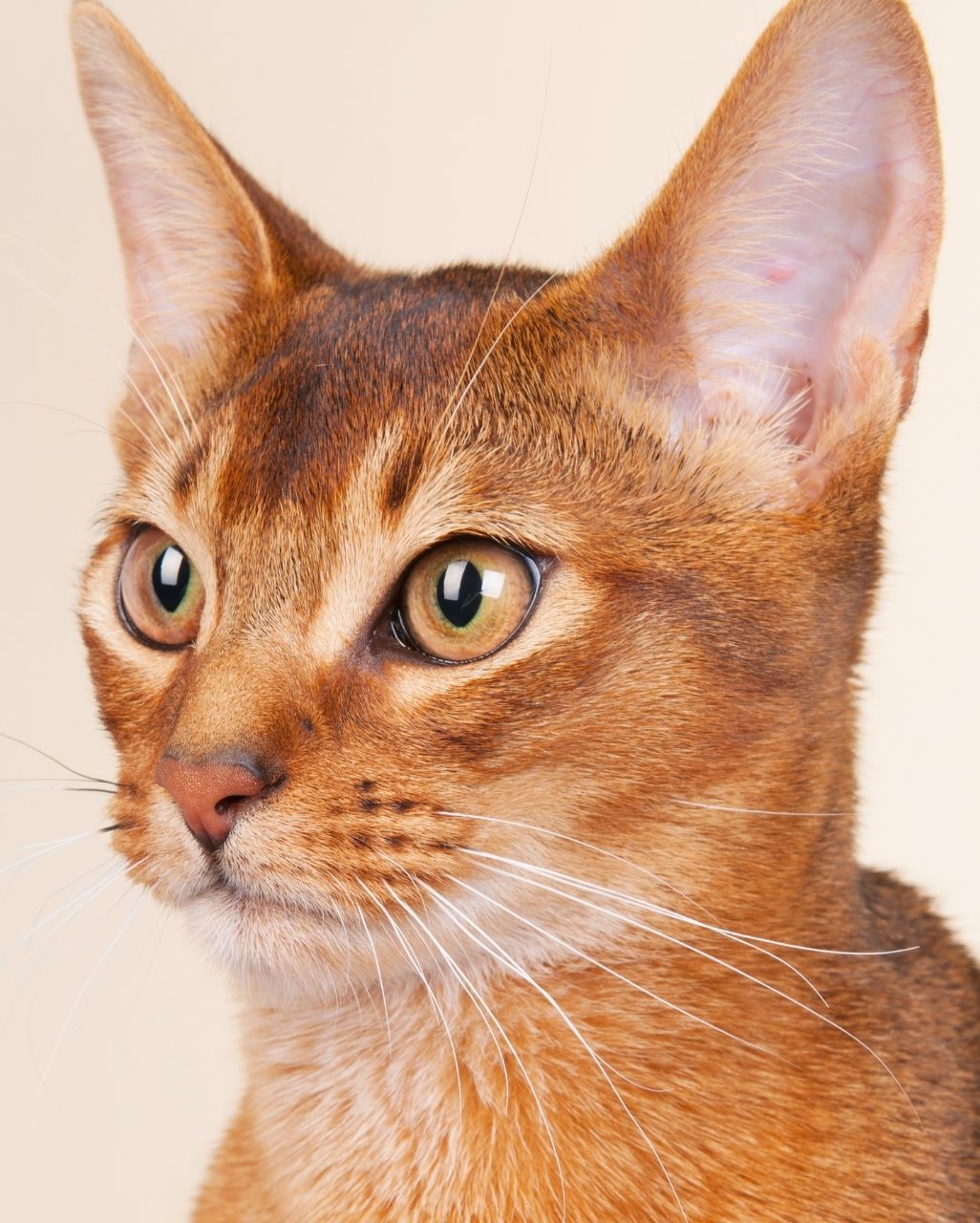 Ceylan Caractère, alimentation, santé & prix