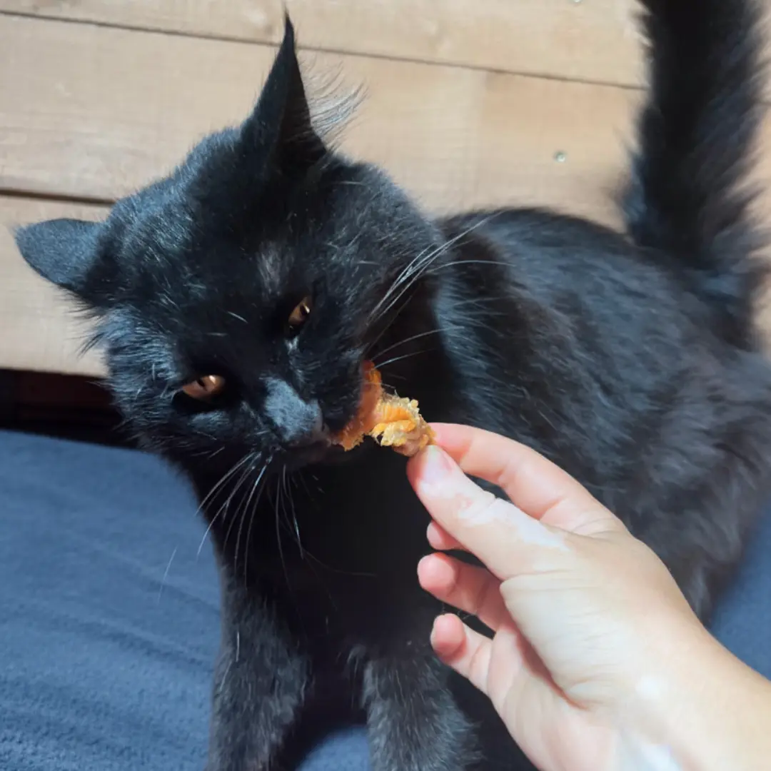 Chair de truite - Friandises Naturelles - Chat Jopy Chair de truite - Friandises Naturelles - Chat Jopy