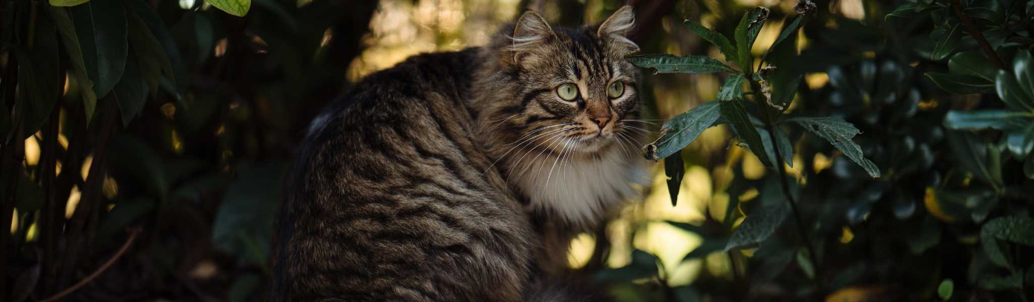 Les chaleurs chez la chatte : savoir les repérer pour mieux les gérer