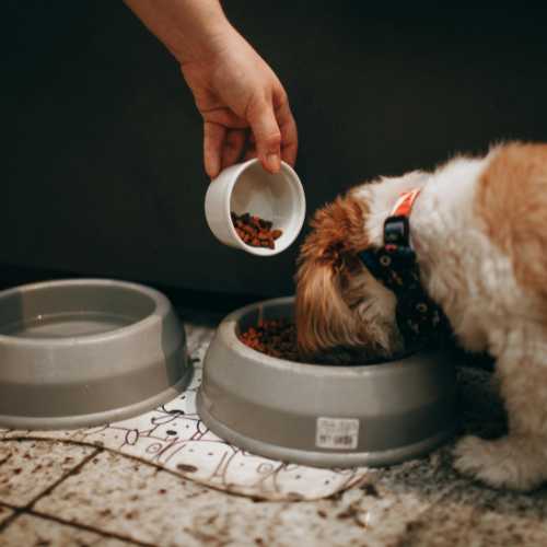 changement de croquettes chez le chien