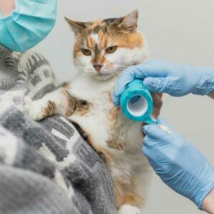 chat dans les bras de son propriétaire pendant les soins