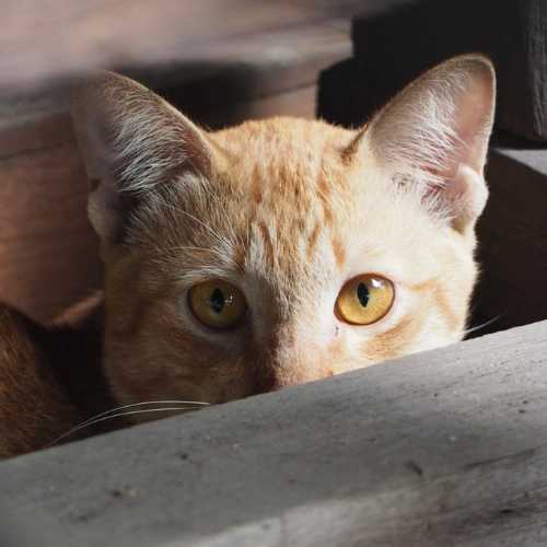 chat dépressif qui se cache