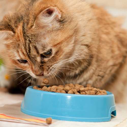 chat glouton qui mange trop vite