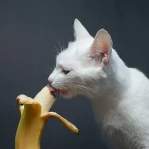 chat qui mange une banane