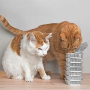 chat qui mange une boîte de pâtée