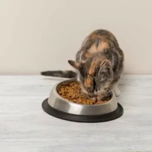 chat qui mange des croquettes vétérinaires pour problèmes urinaires