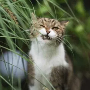 chat mange herbe pour évacuation boules de poils