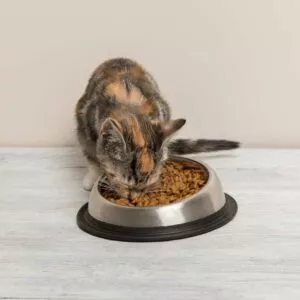 chat qui mange de l'huile de saumon dans sa gamelle