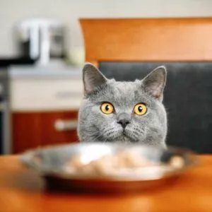 chat qui mange de la nourriture
