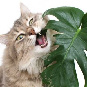 chat qui mange une plante d'ornement avec risque d'intoxication et de diarrhée