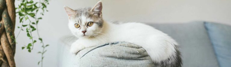 Chat qui fait pipi partout