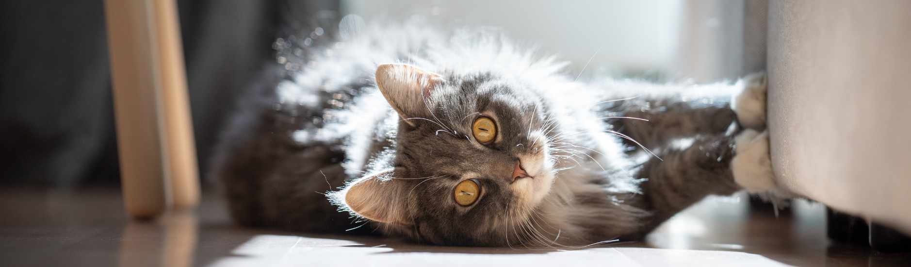 Mon chat fait ses griffes partout à la maison ! Pourquoi et quelles solutions ?
