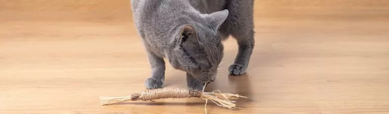 chat qui joue avec du matatabi
