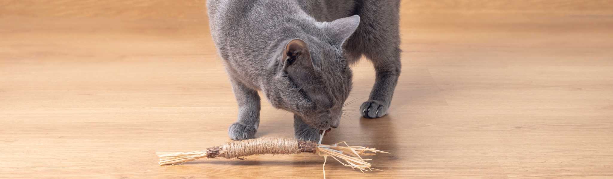 Jouet à mâcher Wolfood pour chien et chat - Goodbro