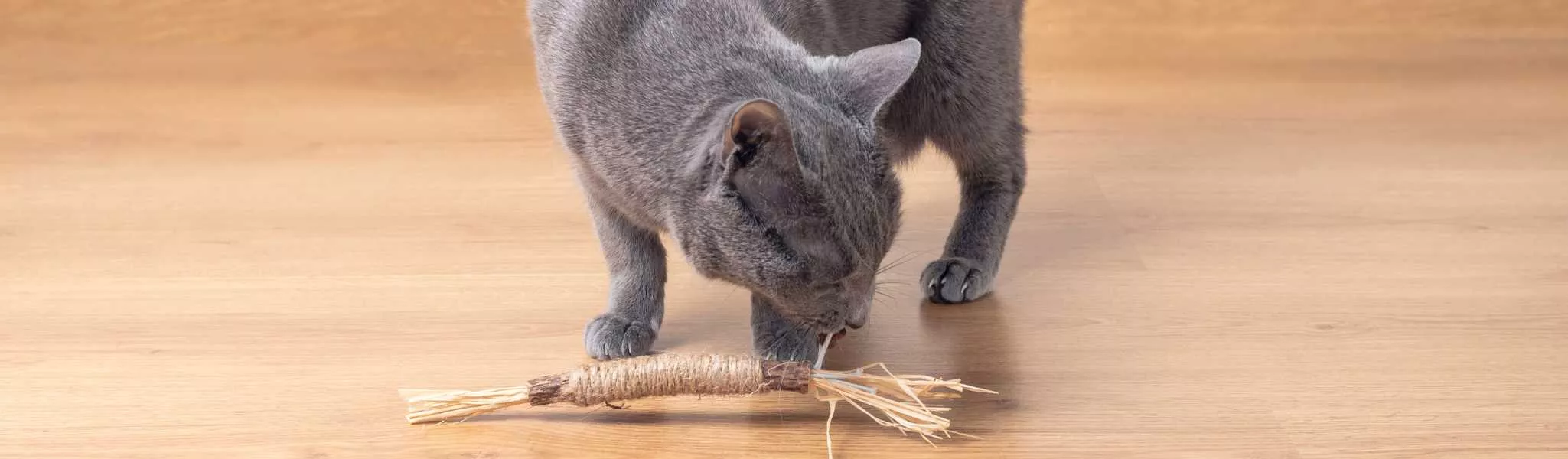 Catnip – Votre chat est heureux ! Qualité supérieure : seulement la  meilleure menthe pour votre petit trésor (coupé, séché) Convient comme  snack pour chat ou jouet pour chat : : Animalerie