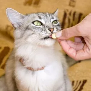 chat qui mange un comprimé de vitamines