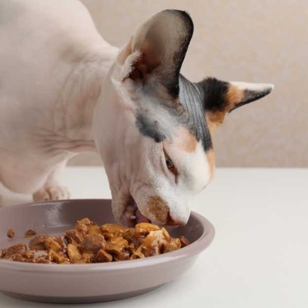 Croquette ou pâtée : quelle nourriture donner à son chat ? - Envies Animales