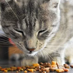 chat qui mange des croquettes pour chat stérilisé
