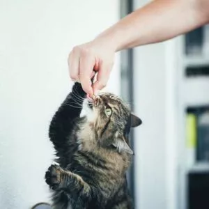 chat qui mange un complément alimentaire à visée articulaire