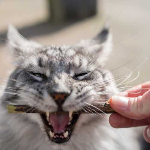 chat qui mastique un bâtonnet de matatabi