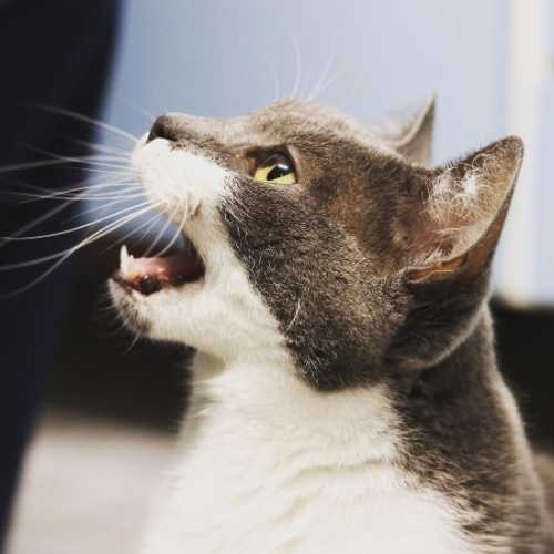 chat qui miaule beaucoup la nuit