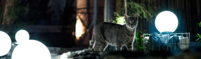 chat qui miaule la nuit : causes et solutions