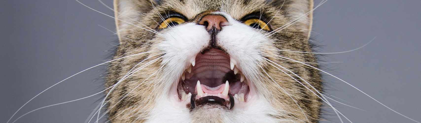 Mon chat miaule en permanence ! Qu’elles sont les solutions ?
