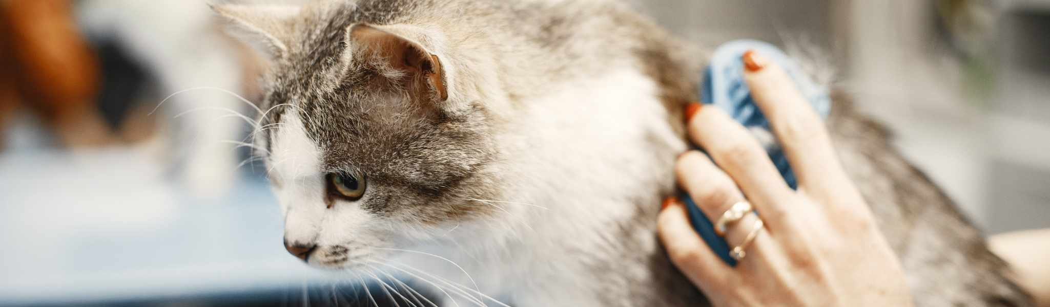 Mon chat est gêné par ses boules de poils. Comment l'aider ?