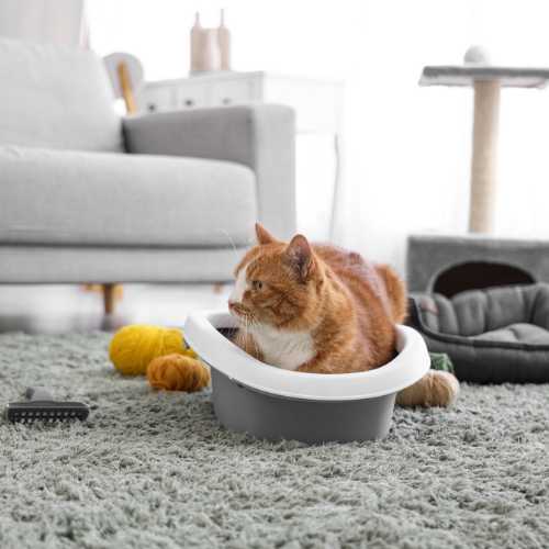 chat qui refuse d'aller dans sa litière