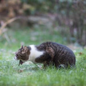 chat qui vomit