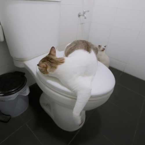chat qui vomit de la mousse blanche dans les toilettes