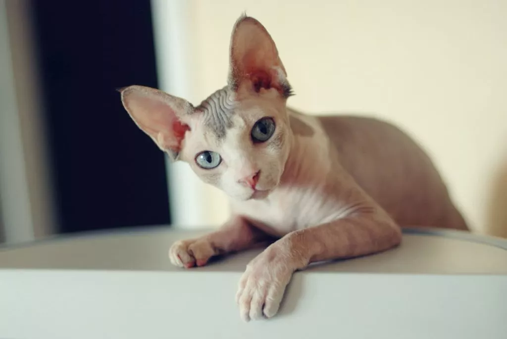 Sphynx Caractère, alimentation, santé & prix