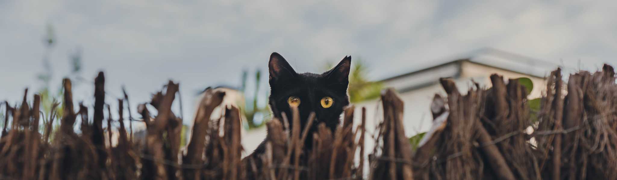 Chat Stressé, que faire ? 10 Conseils Pratiques d’un vétérinaire pour une Vie Sereine