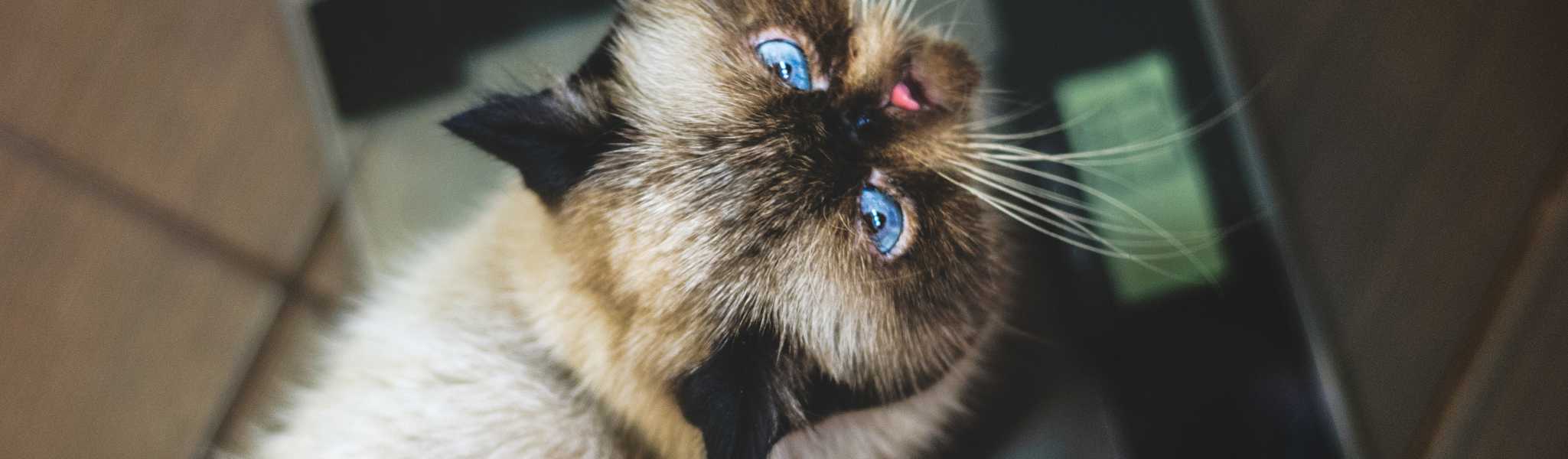 Comment Faire Maigrir Mon Chat Des Conseils