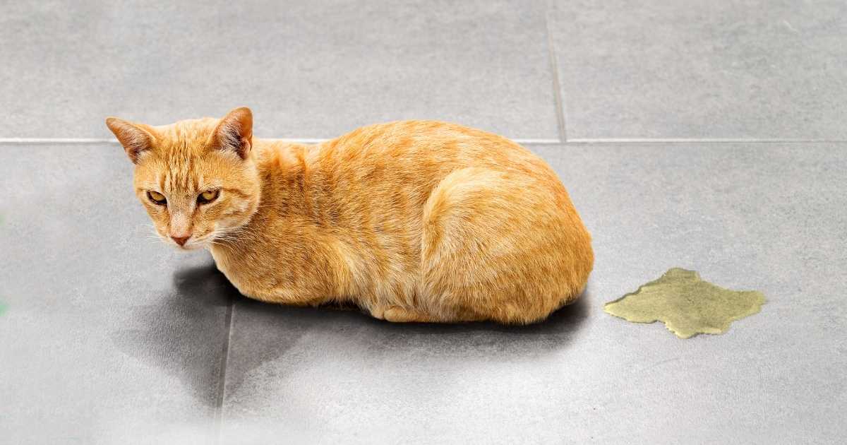 Mon chat urine en dehors de sa litière causes et solutions
